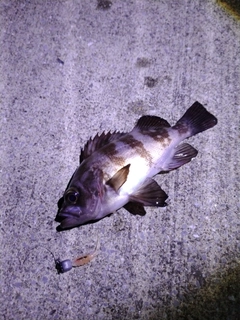 メバルの釣果