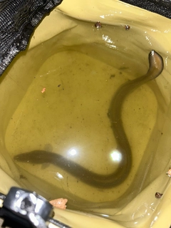 ウナギの釣果