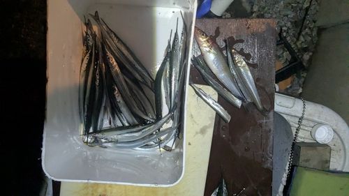 シロギスの釣果