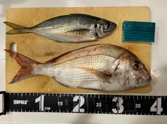 タイの釣果