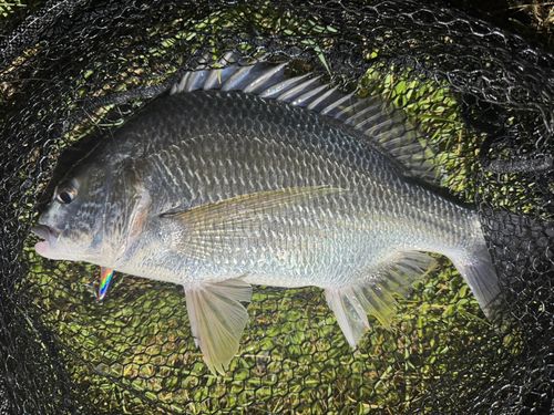 キビレの釣果