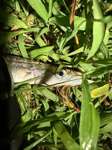 カマスの釣果
