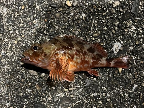 カサゴの釣果