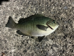 メジナの釣果