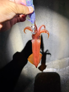 ケンサキイカの釣果