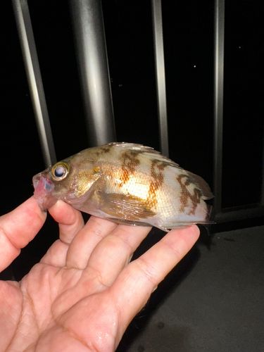 メバルの釣果