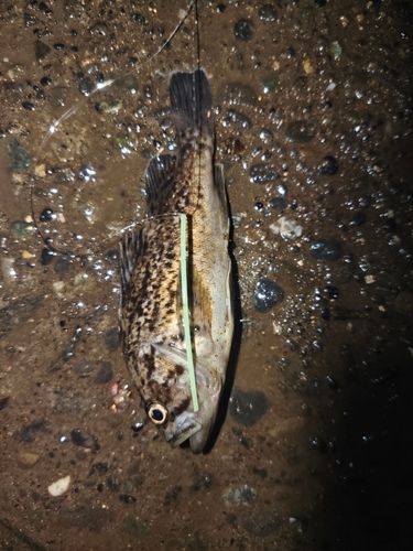 クロソイの釣果