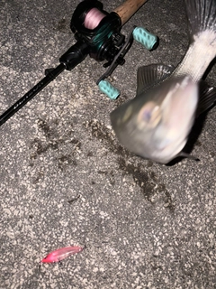 ヒラスズキの釣果