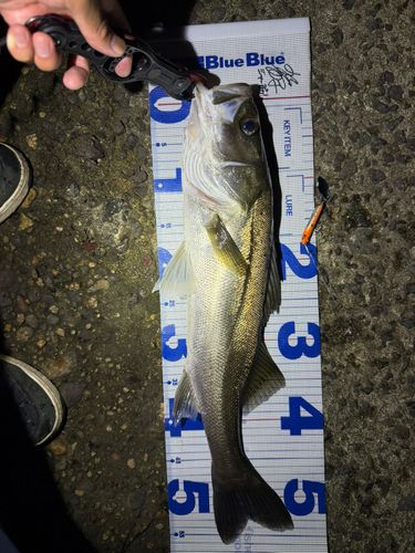 シーバスの釣果