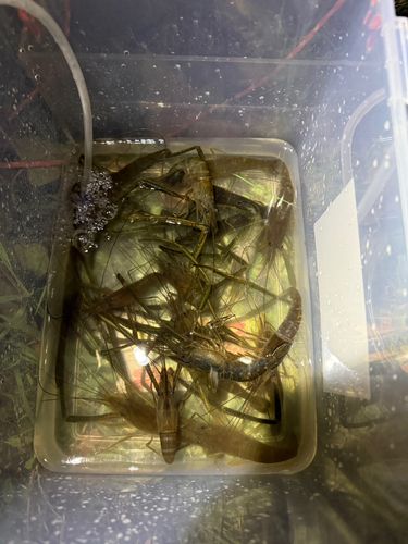 テナガエビの釣果