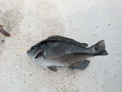 グレの釣果
