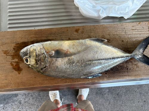 オニヒラアジの釣果