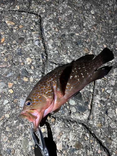 キジハタの釣果