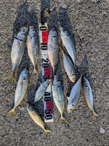 アジの釣果