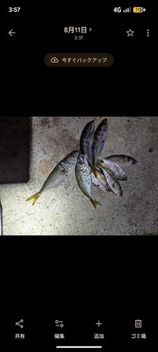 マアジの釣果