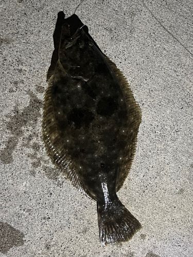 ヒラメの釣果