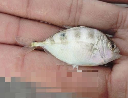 メッキの釣果