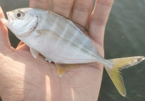 メッキの釣果