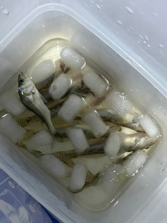 マハゼの釣果