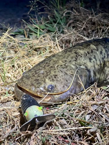 ナマズの釣果
