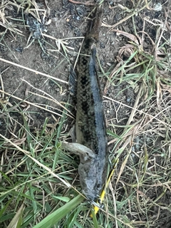 ウロハゼの釣果