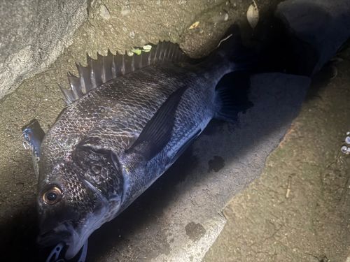 チヌの釣果