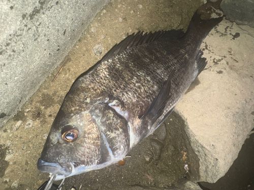 チヌの釣果