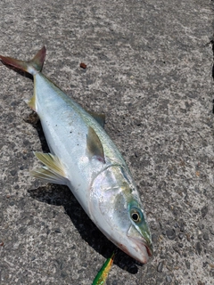 ヒラマサの釣果