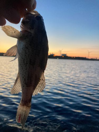 クロソイの釣果