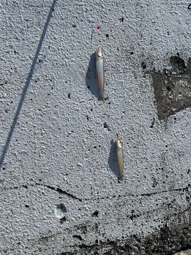 シロギスの釣果