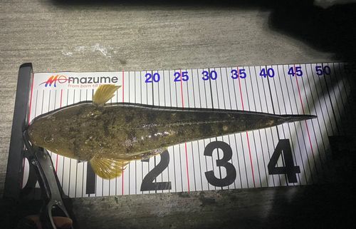 マゴチの釣果