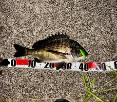 チヌの釣果