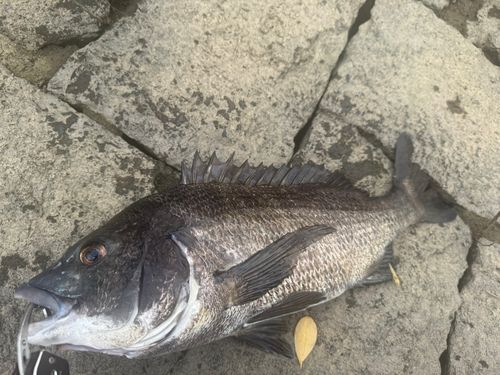 チヌの釣果