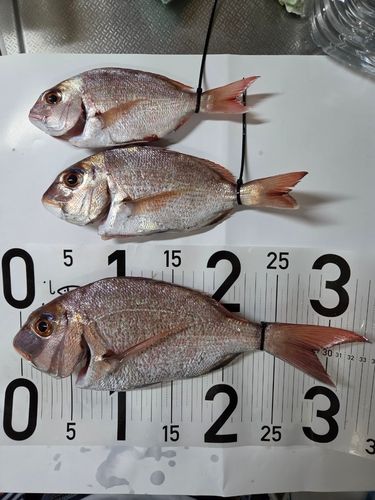 マダイの釣果