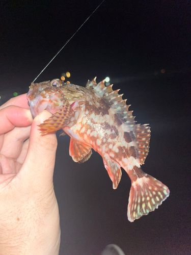 カサゴの釣果