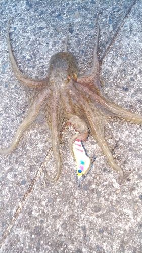 マダコの釣果