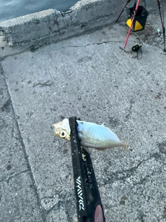 サッパの釣果
