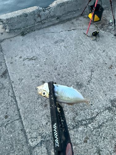 サッパの釣果