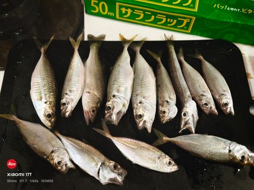 アジの釣果