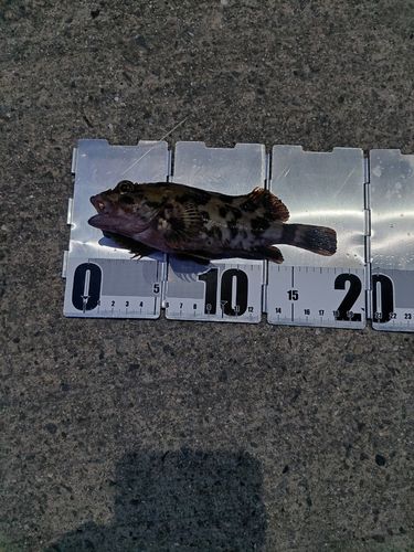 ガシラの釣果