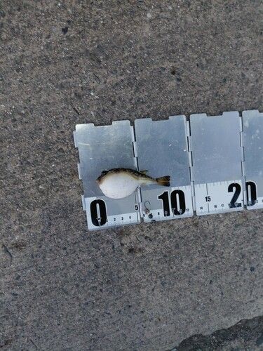 フグの釣果