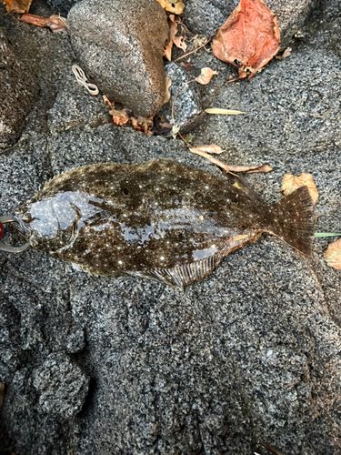 ヒラメの釣果