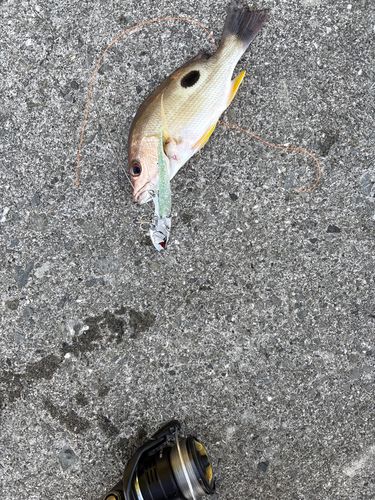 クロホシフエダイの釣果