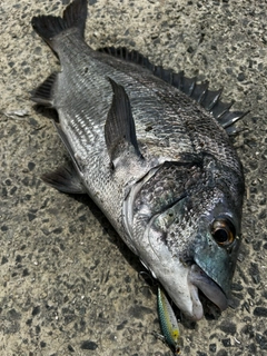 チヌの釣果