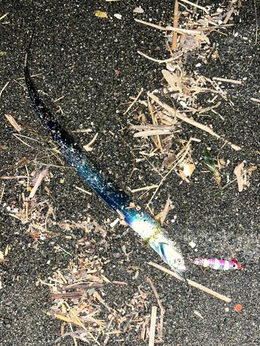 タチウオの釣果