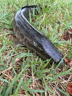 カムルチーの釣果