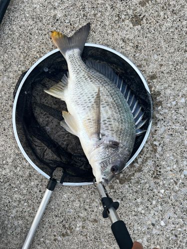 キビレの釣果