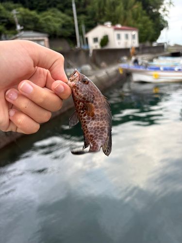 オオモンハタの釣果
