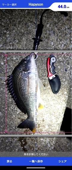 クロダイの釣果