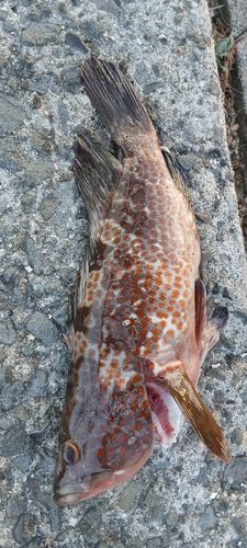 アコウの釣果